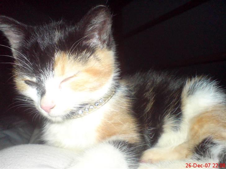 Huskat Prinsesse Blyp billede 4