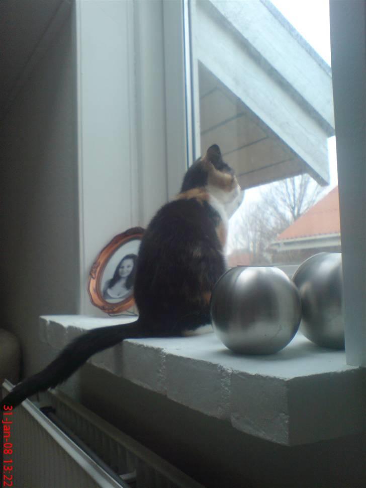 Huskat Prinsesse Blyp billede 5