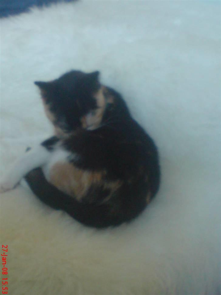 Huskat Prinsesse Blyp billede 6