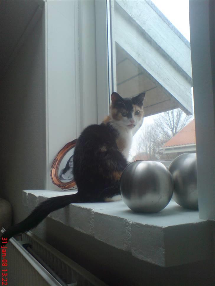 Huskat Prinsesse Blyp billede 7