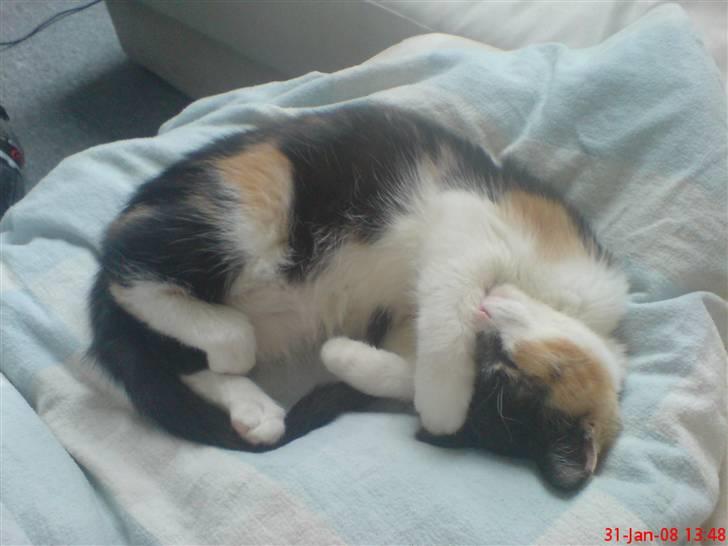 Huskat Prinsesse Blyp billede 9