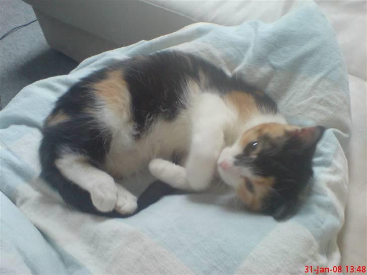 Huskat Prinsesse Blyp billede 10