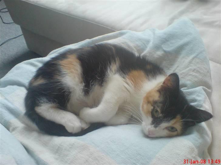 Huskat Prinsesse Blyp billede 11