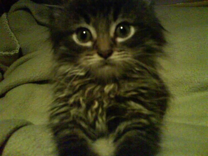 Maine Coon Baily billede 1