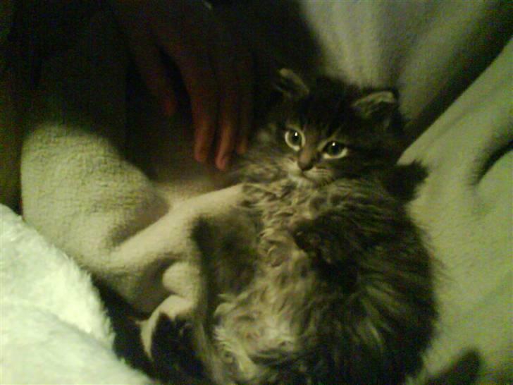 Maine Coon Baily billede 3