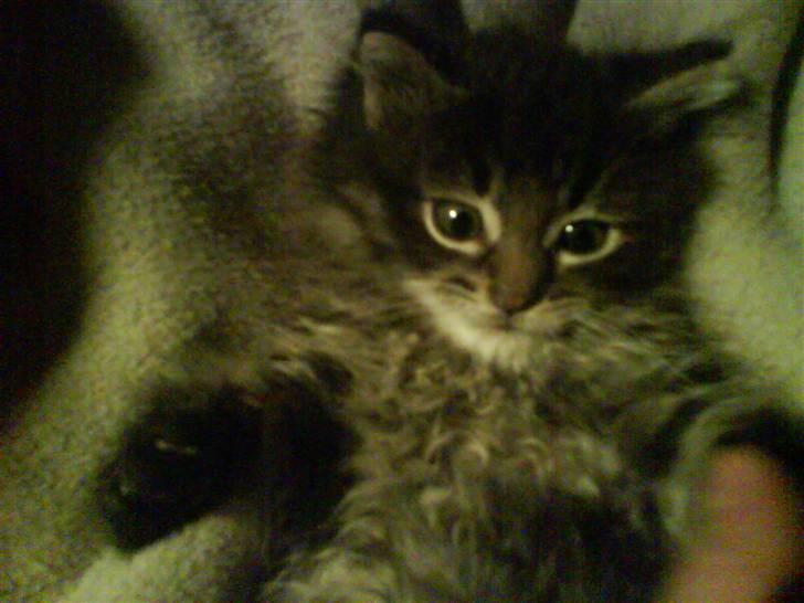 Maine Coon Baily billede 4