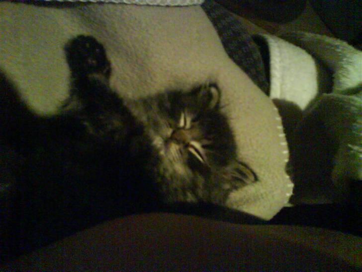 Maine Coon Baily billede 6