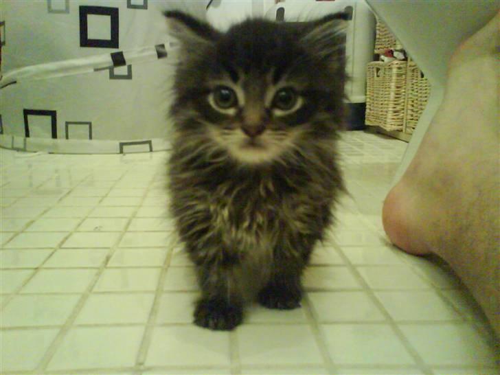 Maine Coon Baily billede 7