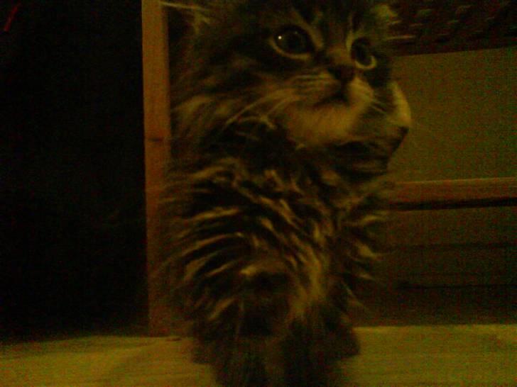 Maine Coon Baily billede 8