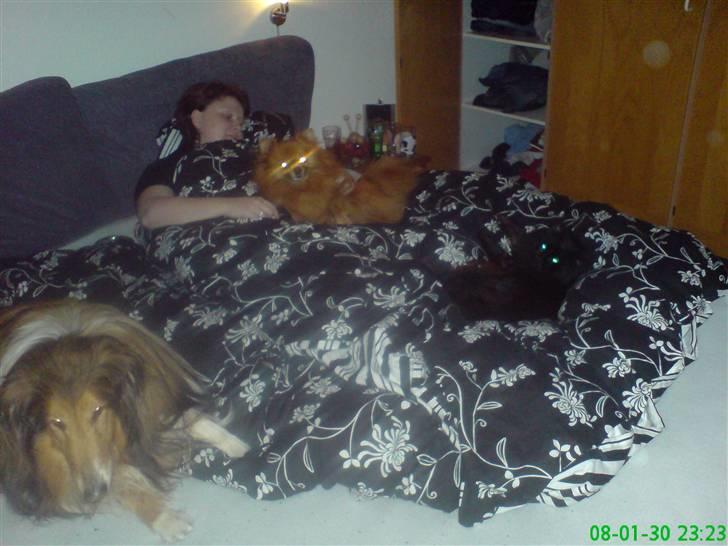 Norsk Skovkat Buller RIP billede 6