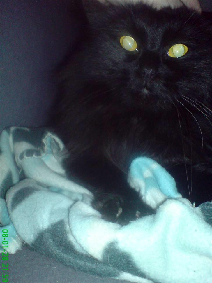 Norsk Skovkat Buller RIP billede 7