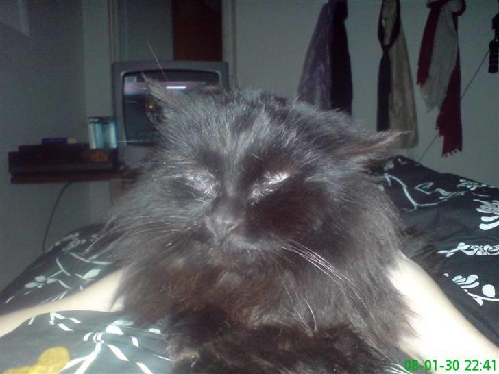 Norsk Skovkat Buller RIP billede 8
