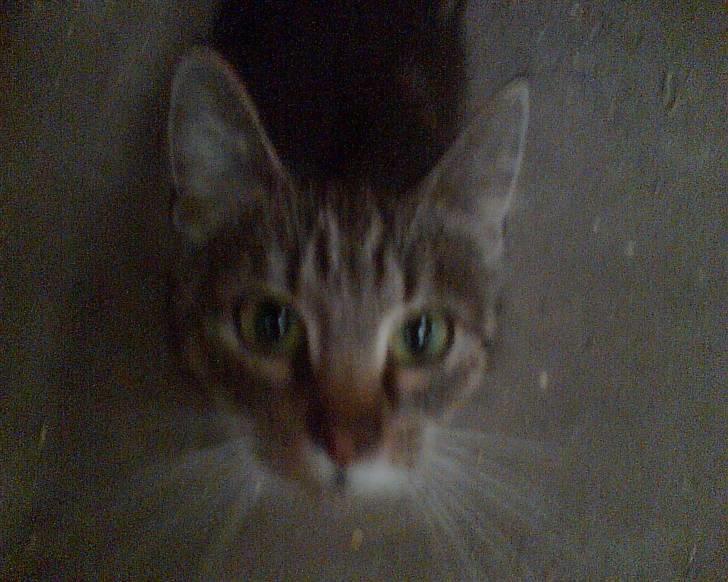 Huskat • Simon Tøzen • billede 7