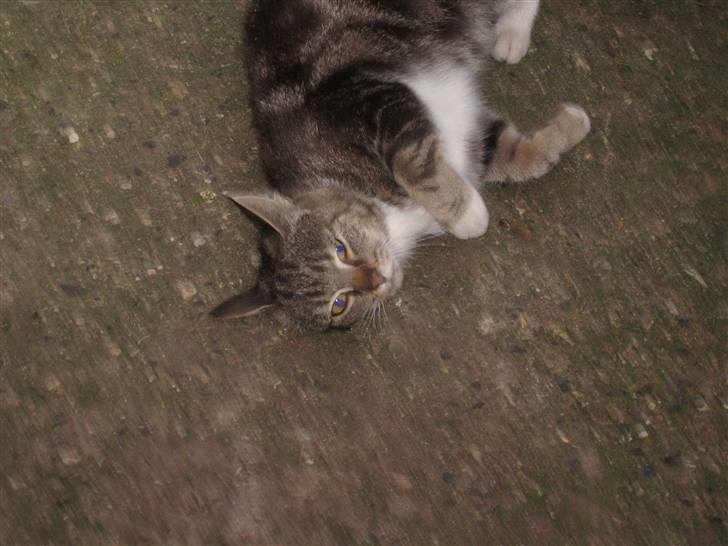 Huskat • Simon Tøzen • billede 8