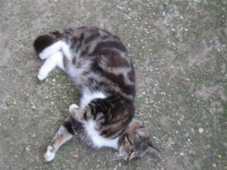 Huskat • Simon Tøzen • billede 9