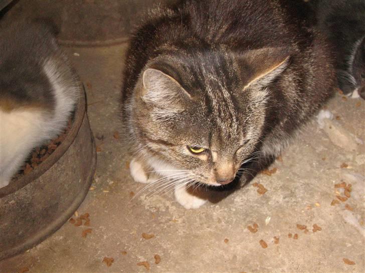 Huskat • Simon Tøzen • billede 10