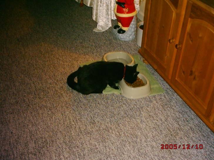 Huskat Rasmus billede 12