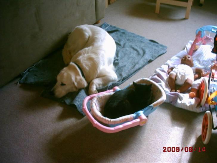 Huskat Rasmus billede 13