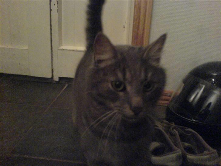 Huskat misse billede 1