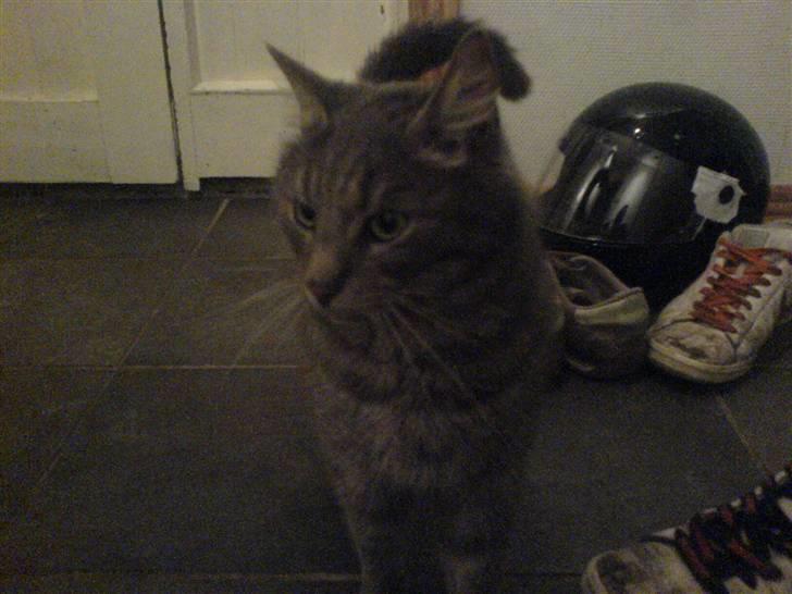 Huskat misse billede 2