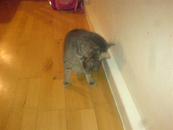 Huskat misse billede 3