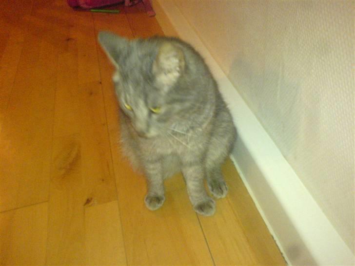 Huskat misse billede 4