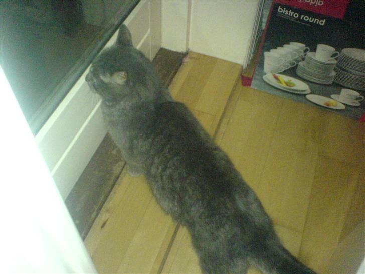 Huskat misse billede 5