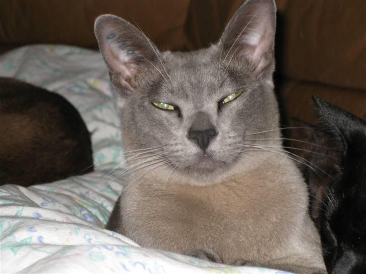 Burmeser Carenso's Balder/Whisky - Her er skønne Whisky billede 1