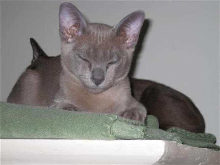 Burmeser Carenso's Balder/Whisky - Lige ankommet i dag 30/01-08 billede 2