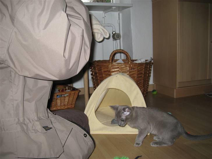 Burmeser Carenso's Balder/Whisky - Whsky hos opdrætter billede 3