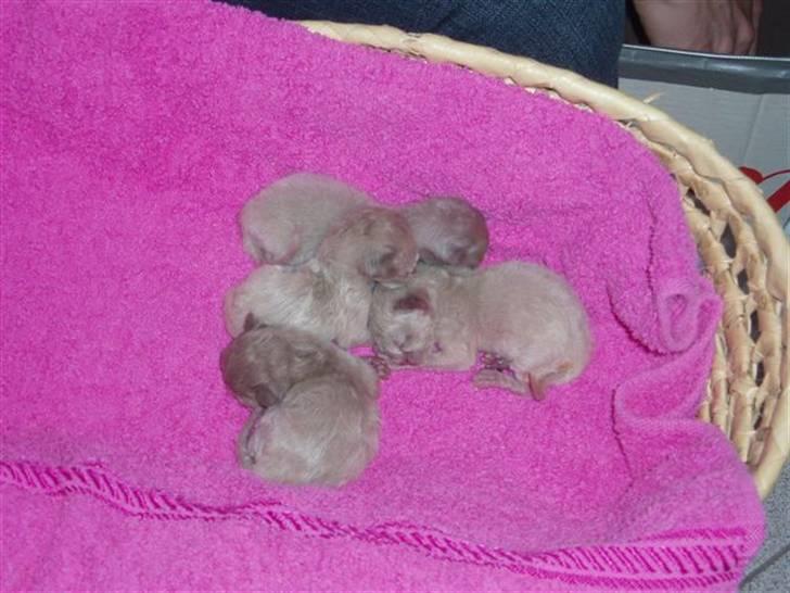 Burmeser Carenso's Balder/Whisky - Lige nyfødt den 10/10-07 billede 4