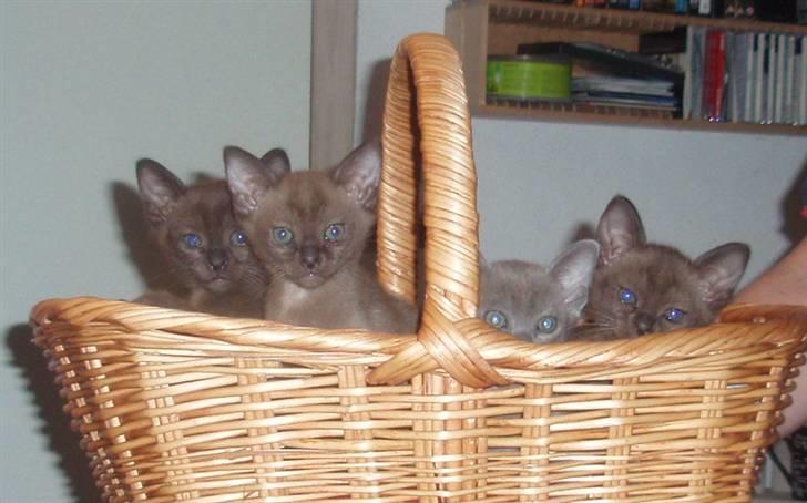 Burmeser Carenso's Balder/Whisky - Herlig kurv fuld killinger. Bastian og Whisky er til højre billede 5