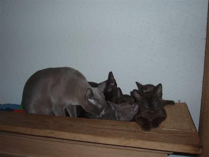 Burmeser Carenso's Balder/Whisky - Whisky sammen med sin mor og søskende hos opdrætter billede 6