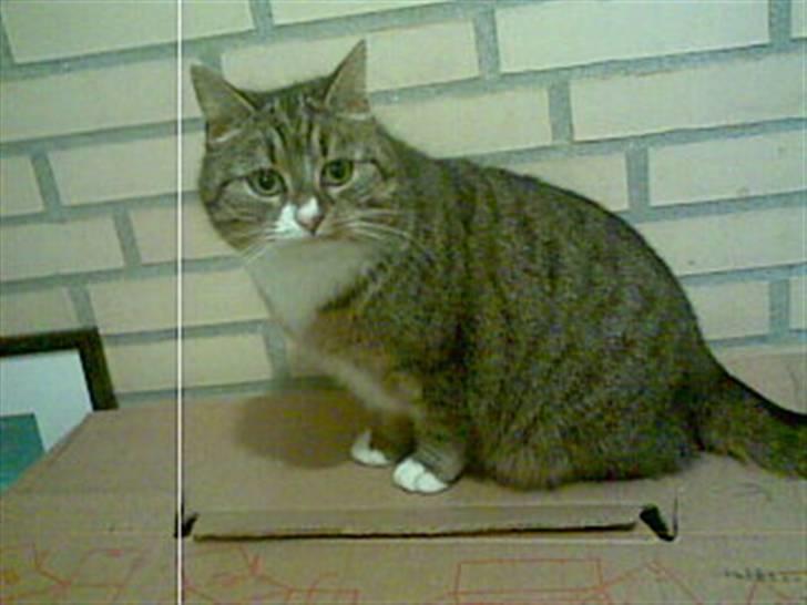 Blanding af racer barny billede 6