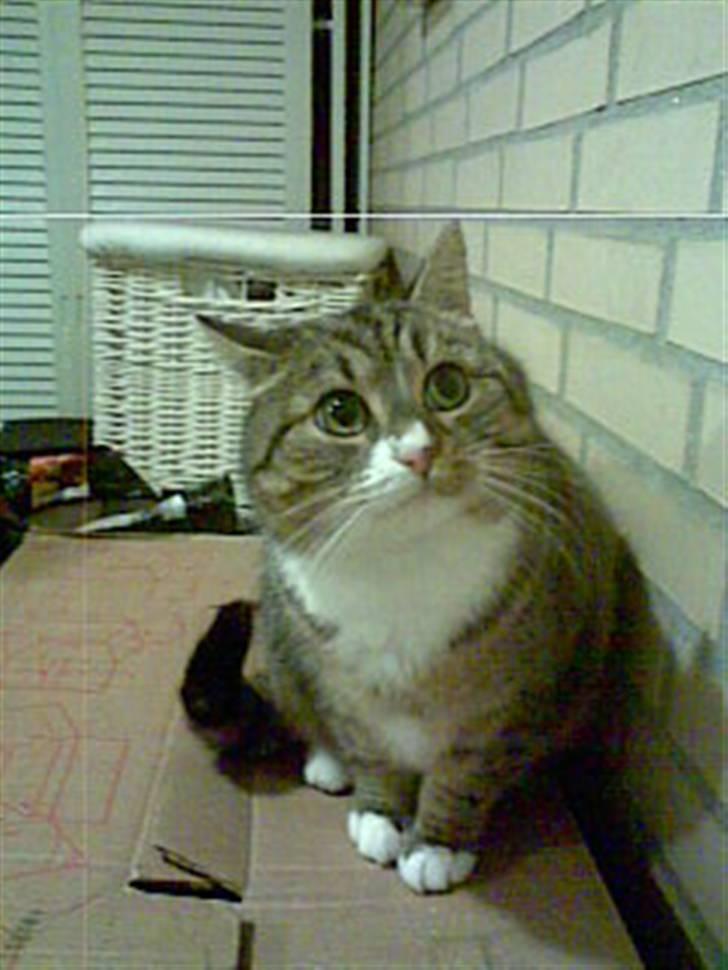 Blanding af racer barny billede 7