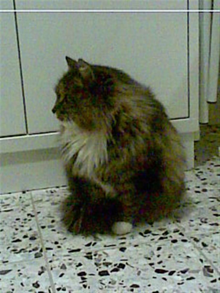 Norsk Skovkat Mambo billede 13