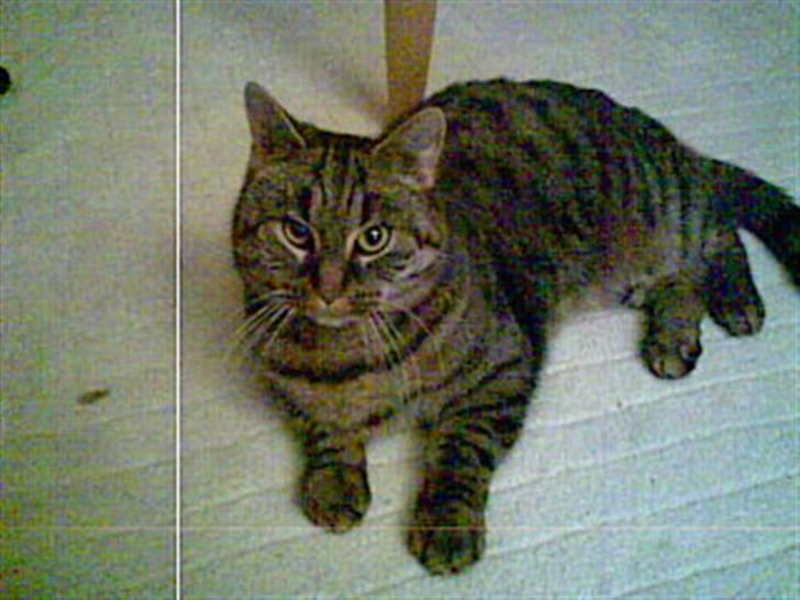 Blanding af racer Oliver billede 1