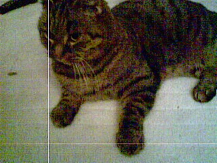 Blanding af racer Oliver billede 2