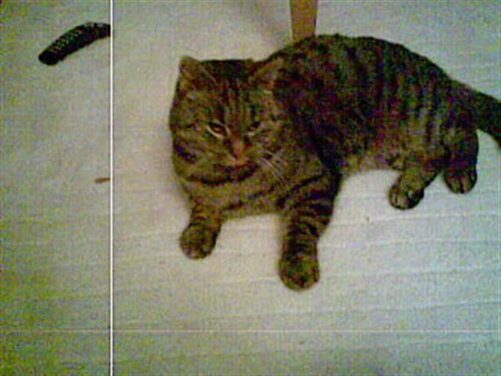 Blanding af racer Oliver billede 3