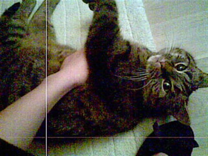 Blanding af racer Oliver billede 4