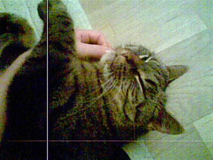 Blanding af racer Oliver billede 5