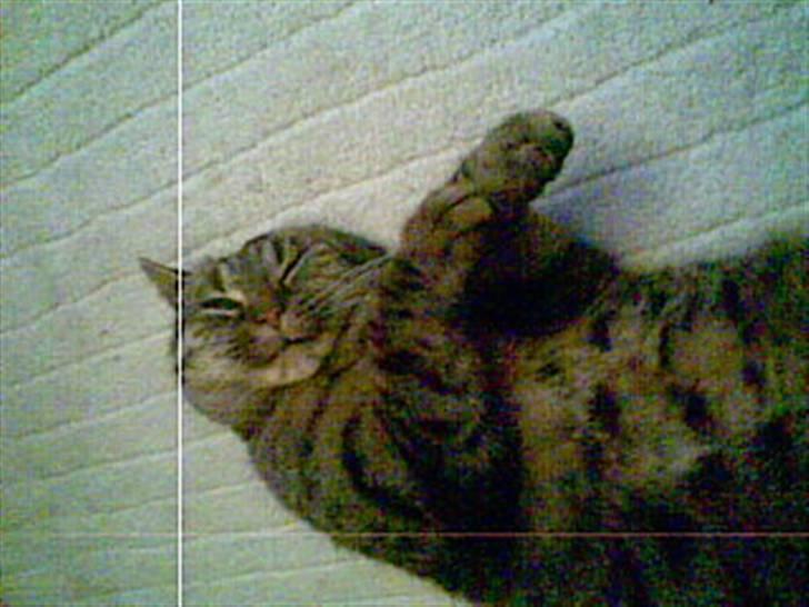 Blanding af racer Oliver billede 6