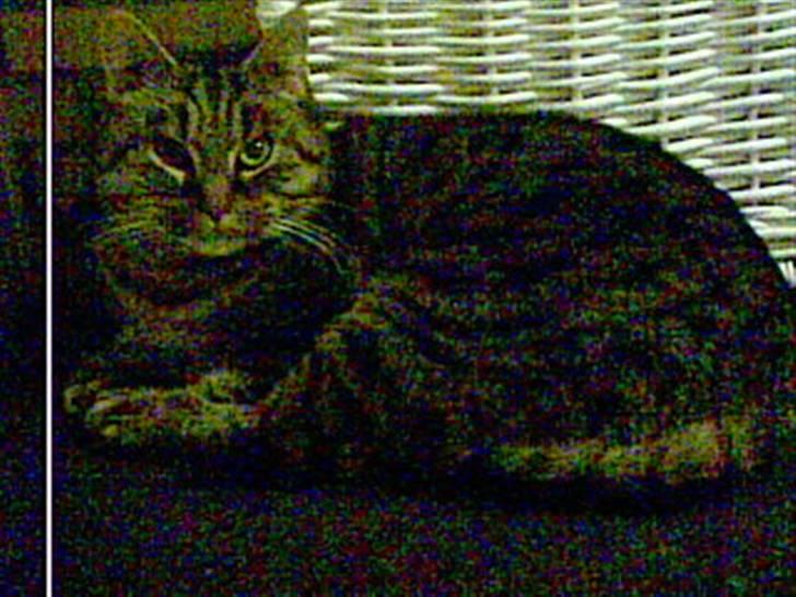 Blanding af racer Oliver billede 7