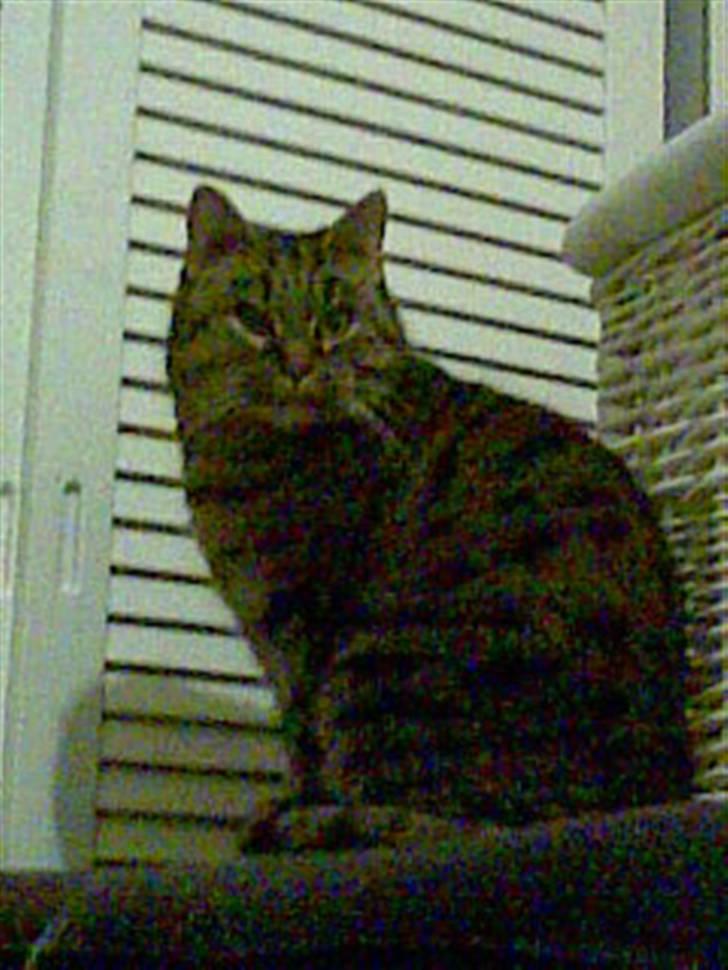 Blanding af racer Oliver billede 8