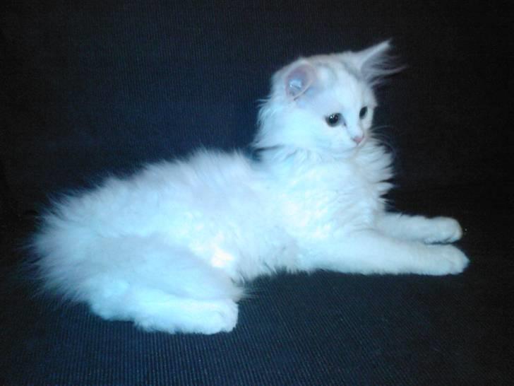 Perser Laura - 2007-2011 billede 3