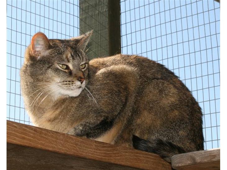 Huskat mille billede 1
