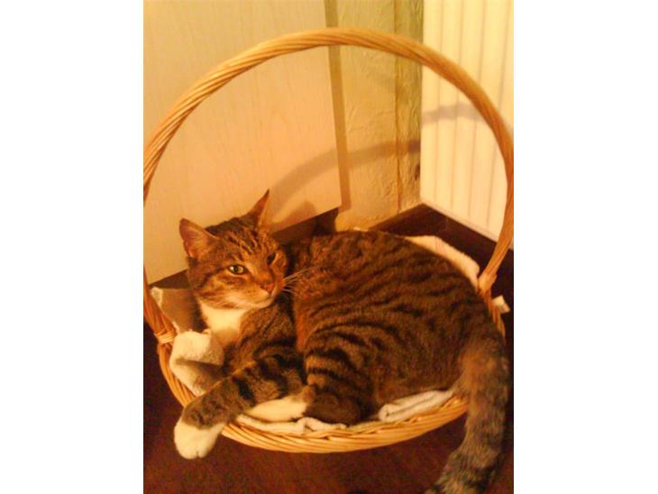 {{currentPhoto.altText}} billede {{currentPhoto.number}}