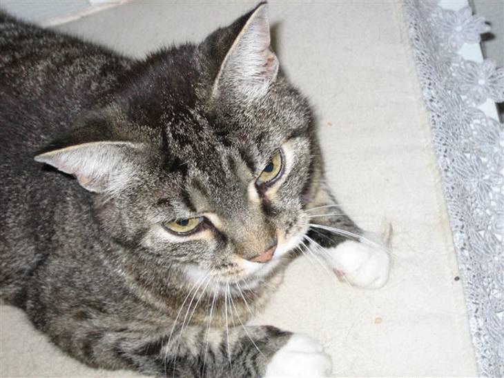 {{currentPhoto.altText}} billede {{currentPhoto.number}}