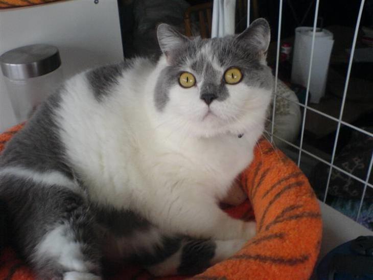 British Shorthair DK Hentzel's Milli R.I.P. - Smukke milli. billede 1
