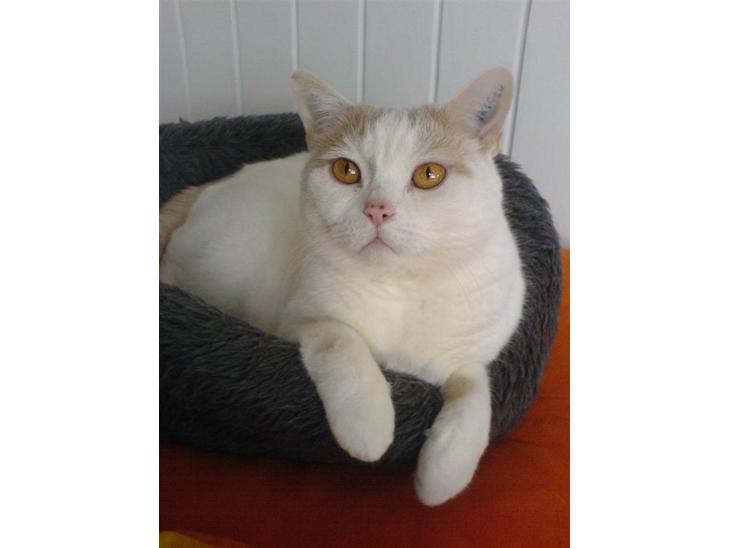 British Shorthair Dk Hentzel's Nuller 11 år - Nunu´drengen.<3 billede 1